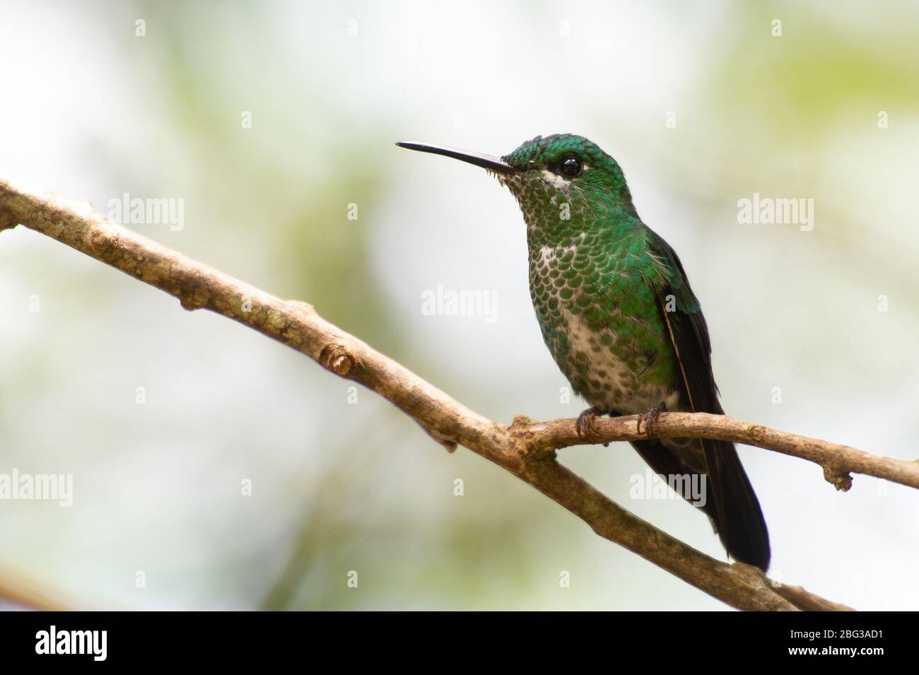 Weibchen von Green-Crowned Brilliant, Heliodoxa jacula, Trochilidae, Monteverde Cloud Forest Reserve, Costa Rica, Centroamerica Stockfoto
