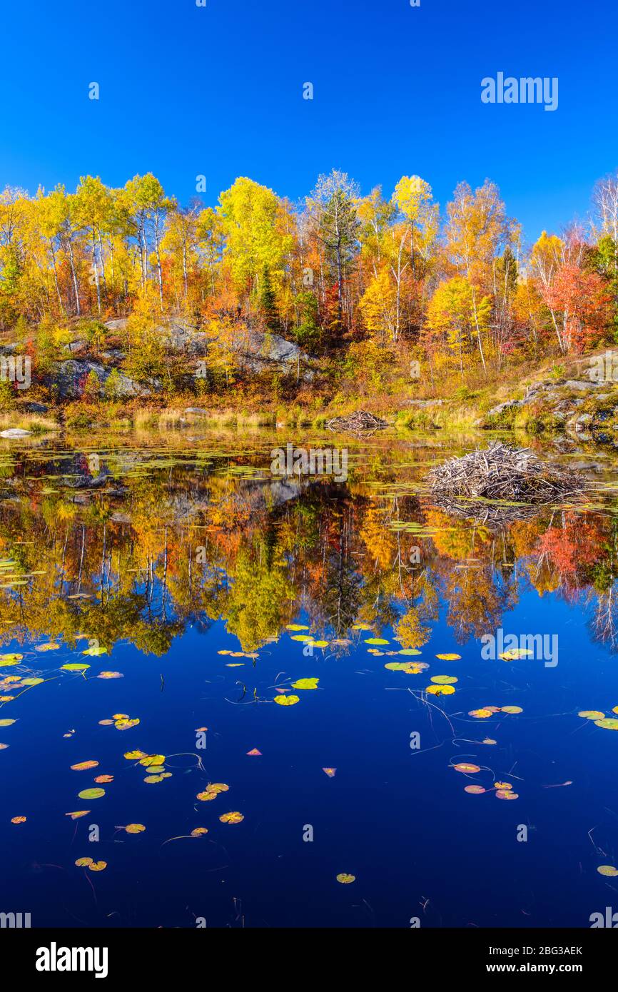 Herbstreflexionen in einem Biberteich, Greater Sudbury, Ontario, Kanada Stockfoto