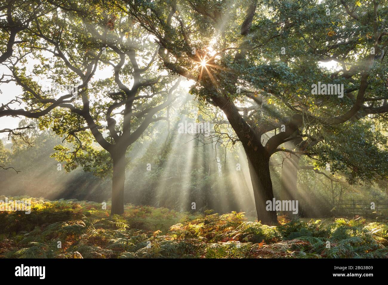 Sonnenlicht, das an einem nebligen Morgen durch Eichenbäume filtert Stockfoto