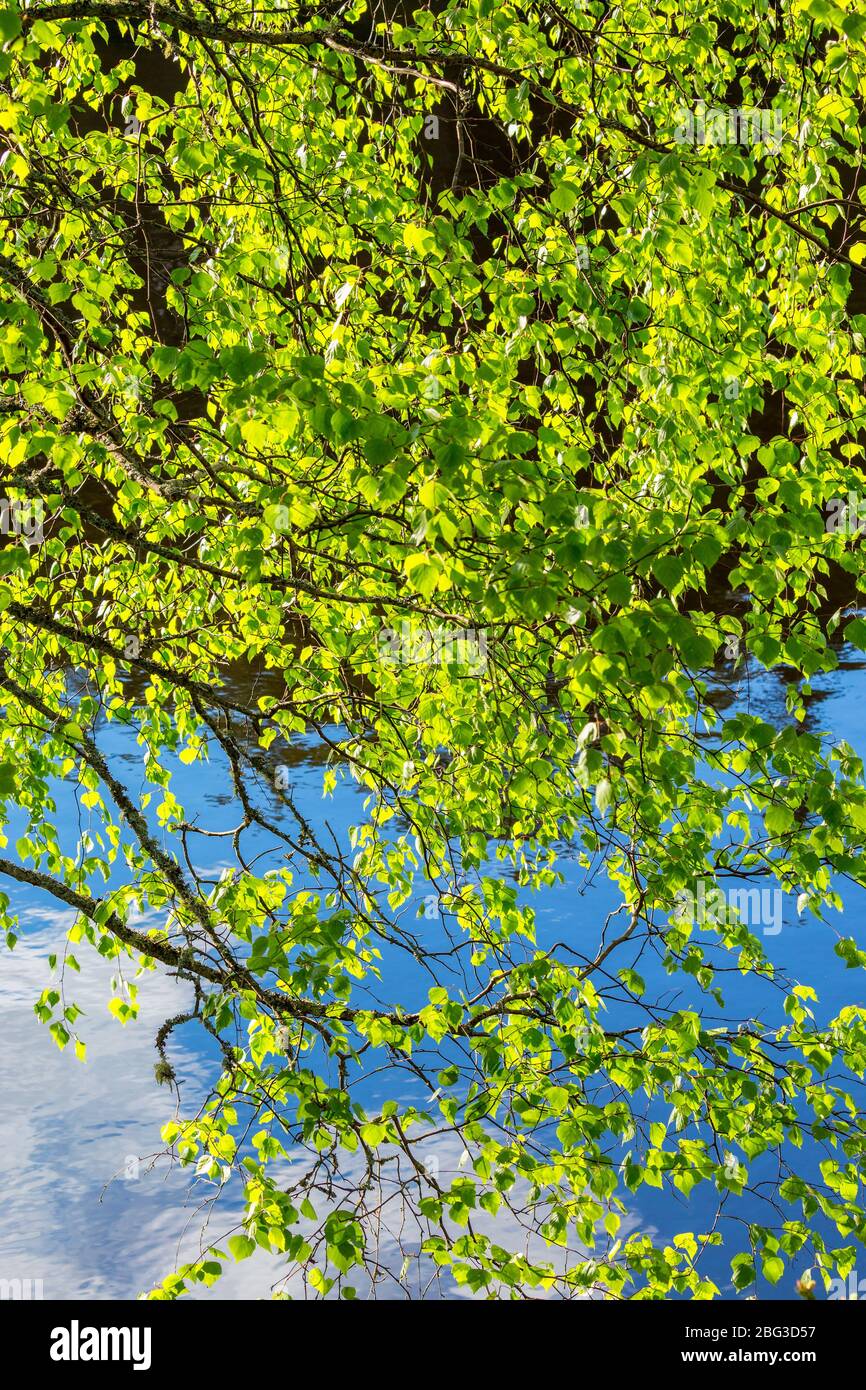 Birkenzweige mit grünen Blättern, die über Wasser hängen Stockfoto