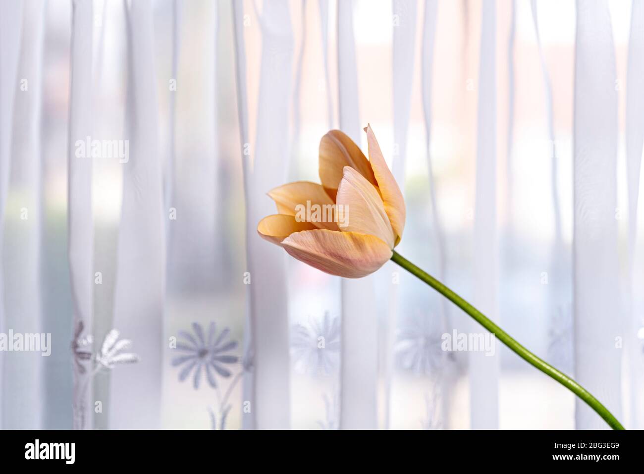 Einzelne Tulpe gegen einen Netzvorhang im Fenster. Stockfoto