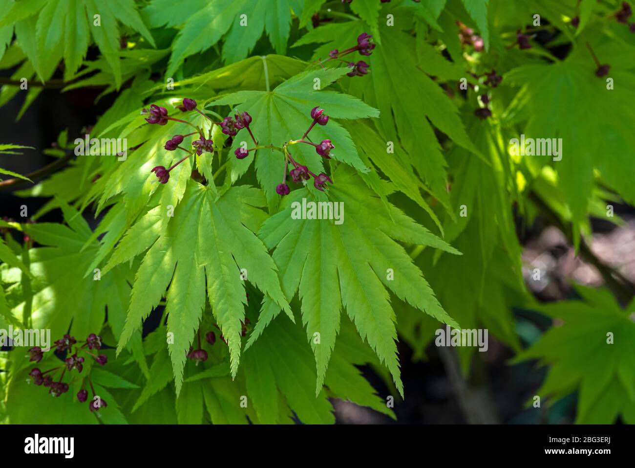 Acer shirasawanum Aureum, goldener Vollmondahorn, goldener Shirasawa-Ahorn Stockfoto