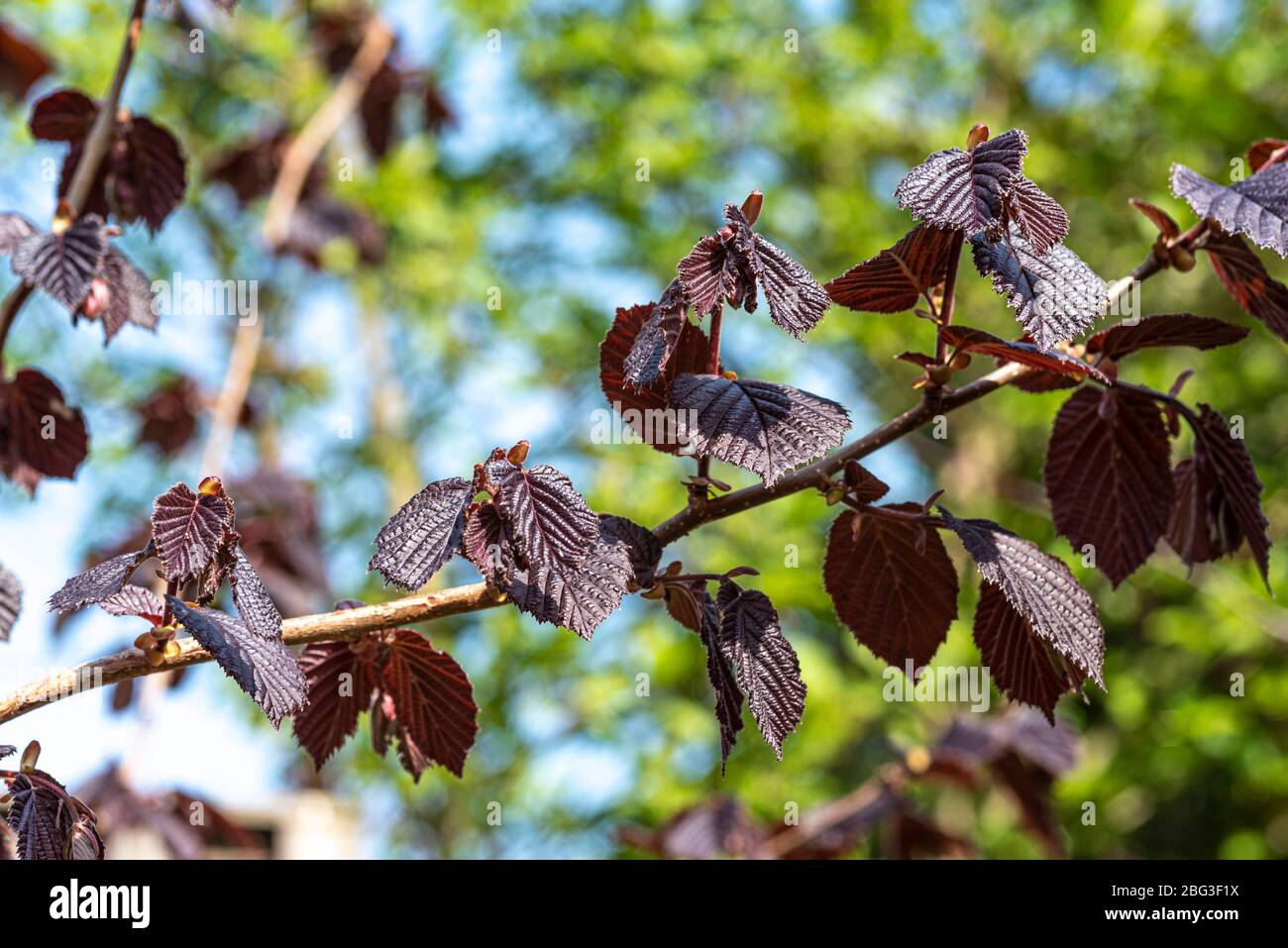 Corylus Maxima Purpurea, Corylus maxima Purple Filbert, Purple-leaved Filbert, Betulaceae, Stockfoto