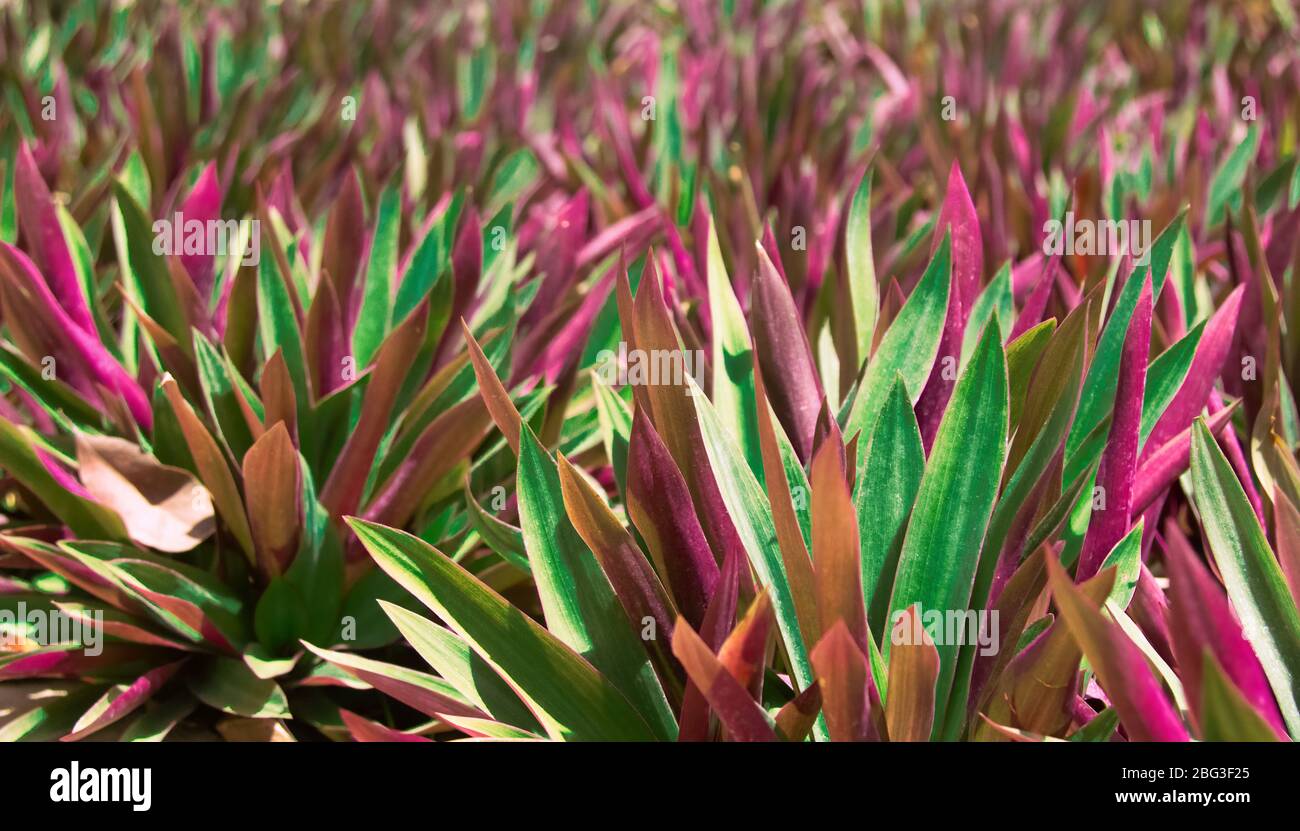 Bunte florale natürlichen Hintergrund mit Unschärfe und Schärfentiefe der tradescantia spathacea oder Boot oder Austernlilie Pflanze Stockfoto