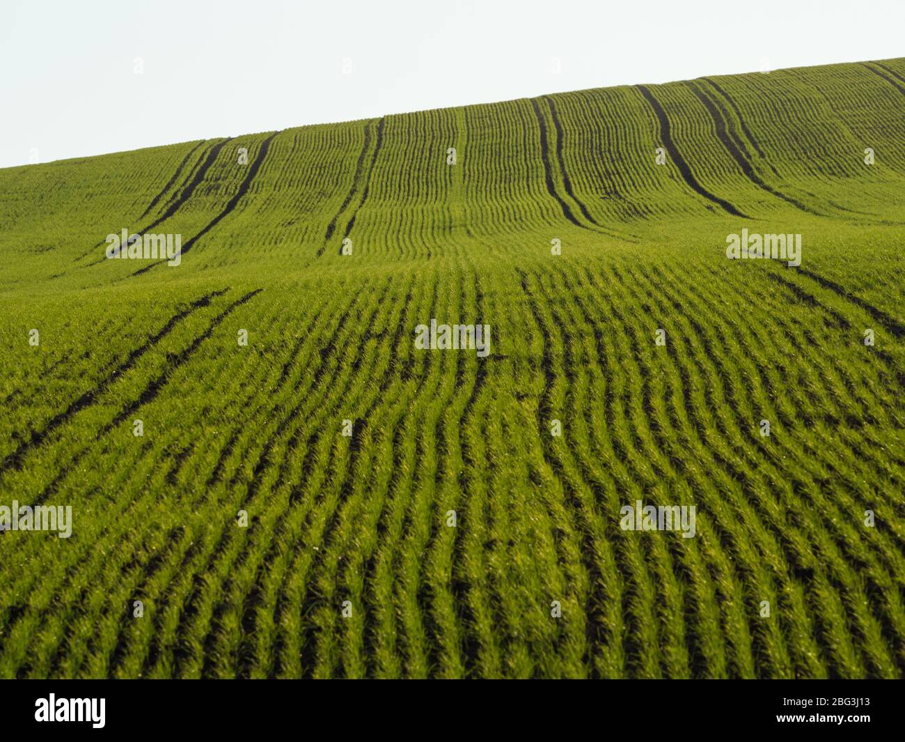 Landschaft Frühling Landschaft von gepflügten Feldern. Frisches grünes Gras. Pondzie. Polen Stockfoto