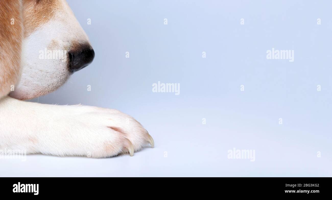 Hund Welpen Haustier Beagle Nahaufnahme von Pfote und Nase auf grauem Hintergrund mit Kopffäche Stockfoto
