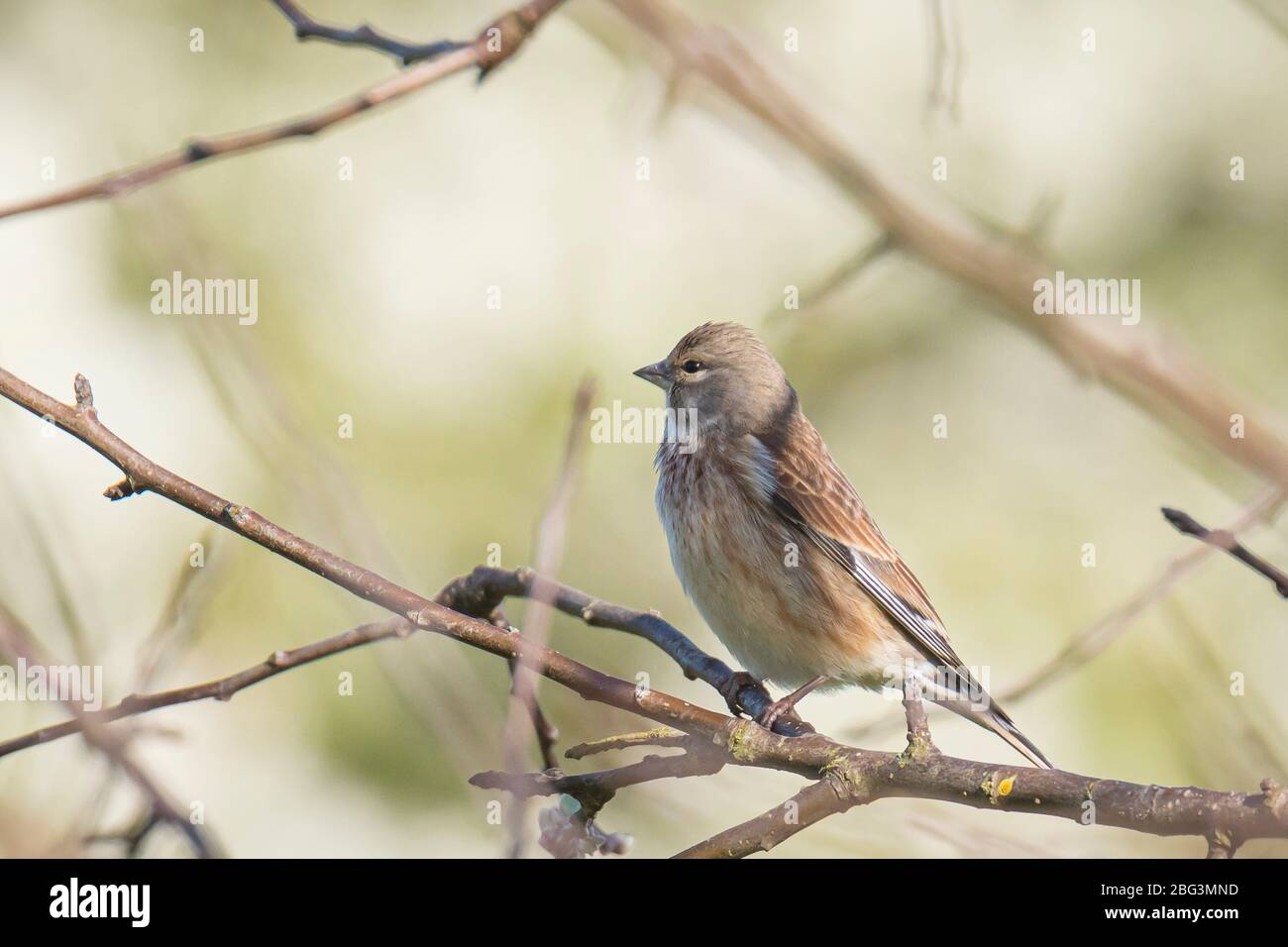 Nahaufnahme Porträt einer Linnett Vogel Weibchen, Carduelis cannabina, Display und die Suche nach einem Partner während der Frühjahrssaison. Blauer Himmel Stockfoto