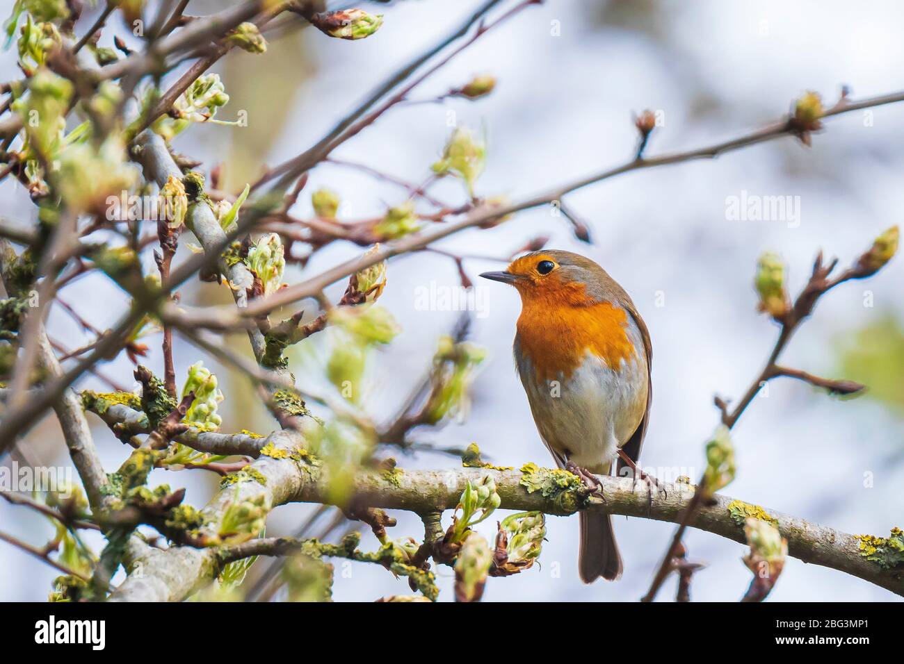 Europäischer Robin Erithacus rubecula singt in der Paarungszeit im Springreiten Sonnenlicht in Sonnenstrahlen. Stockfoto