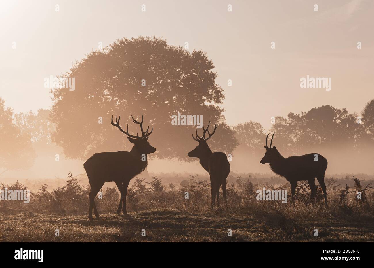 Three Stags in the Mist, Windsor Great Park, Windsor, Berkshire, England, Großbritannien Stockfoto