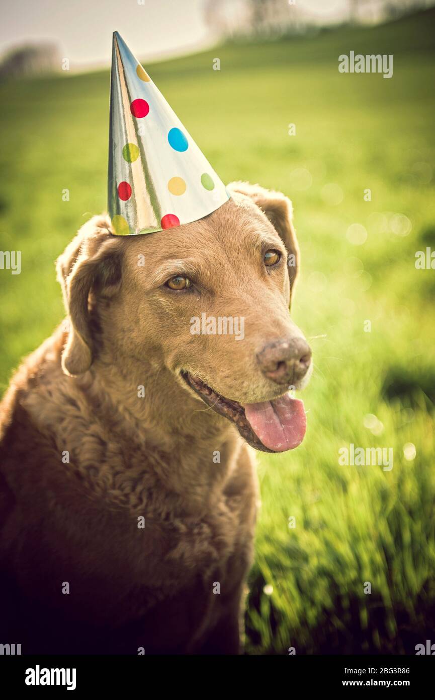 sylvester hund stockfotos und bilder kaufen alamy