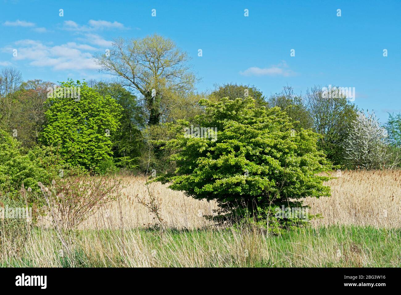 Oakhill Nature Reserve, in der Nähe von Goole, East Yorkshire, England Stockfoto