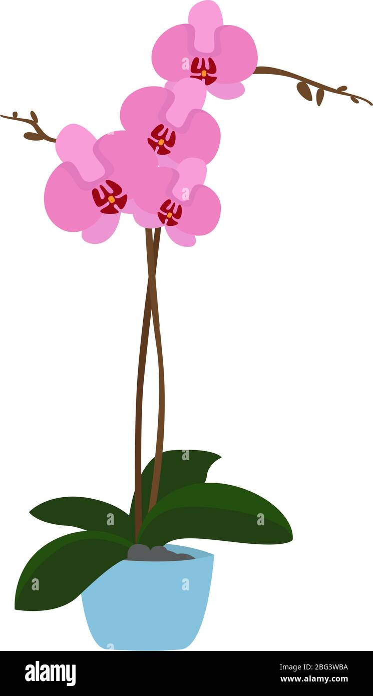 Orchideenblume, Illustration, Vektor auf weißem Hintergrund Stock Vektor
