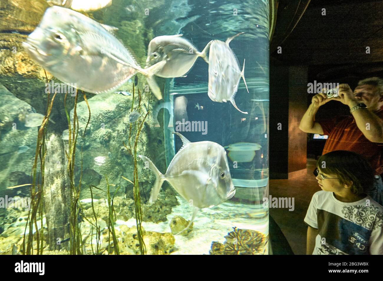 Besucher des Hamburger Zoos Hagenbeck dienen den Fischen in einem großen Aquarium. Einer der Fische gibt den Blick zurück. Stockfoto
