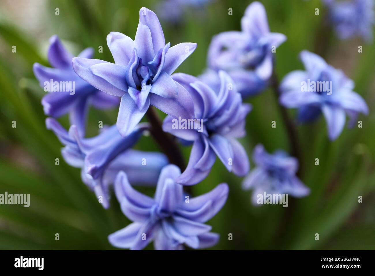 Blaue Hyazinthe mit weichen Blütenblättern und grünen Blättern im Garten, blaue Frühlingsblumen, blaue Hyazinthe Makro, Blumenfotografie, florale, Makrofotografie Stockfoto