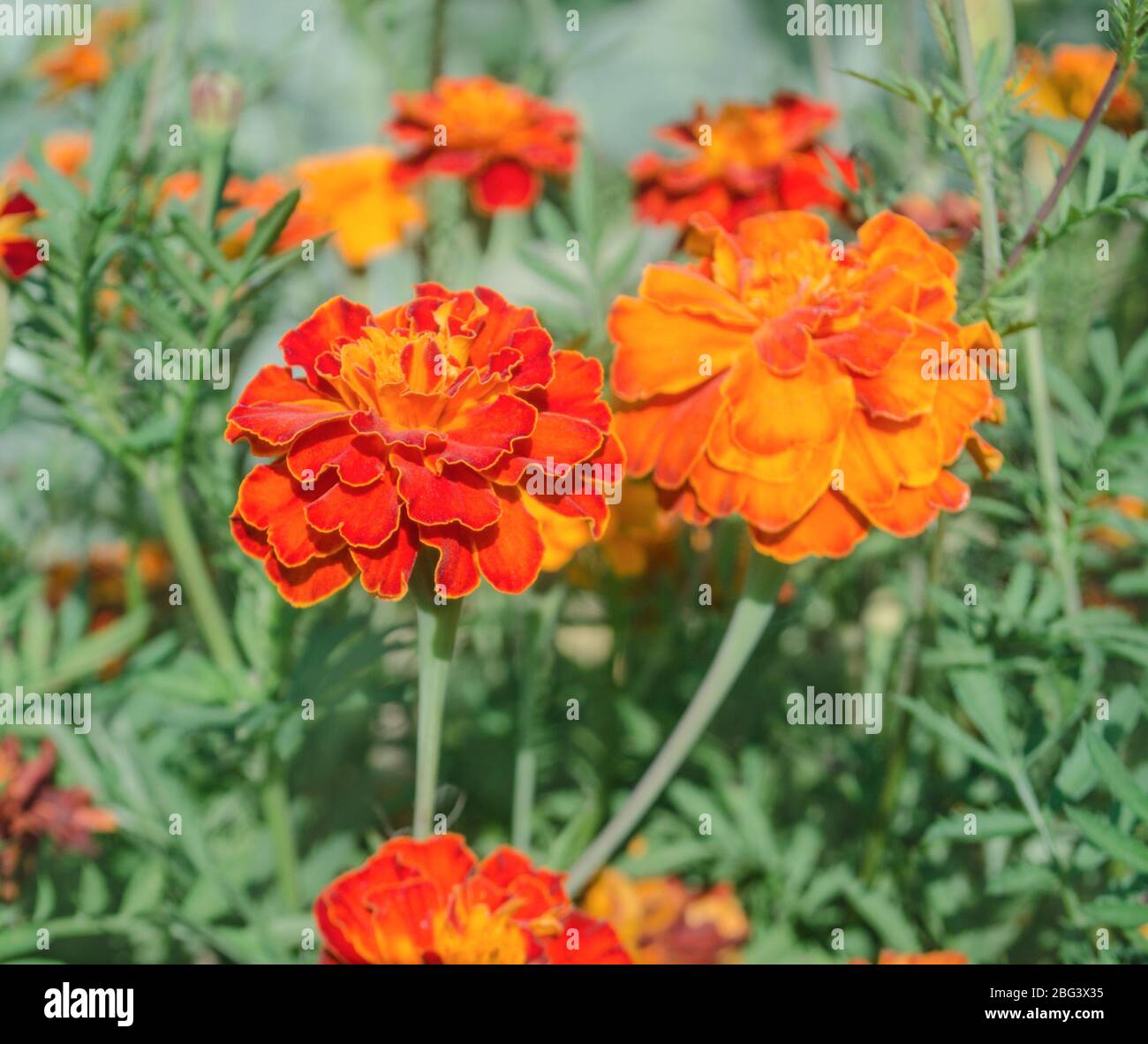 Goldrandige dunkelrote Ringelblumen. Französische rote Ringelblume. Doppelte rote Blütenköpfe mit gelben Zentren Stockfoto