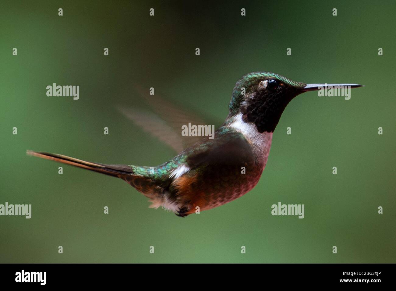 Männchen von Rubinkehligen Kolibri, Archilochus colubris, Trochilidia, Monteverde Cloud Forest Reserve, Costa Rica, Centroamerica Stockfoto