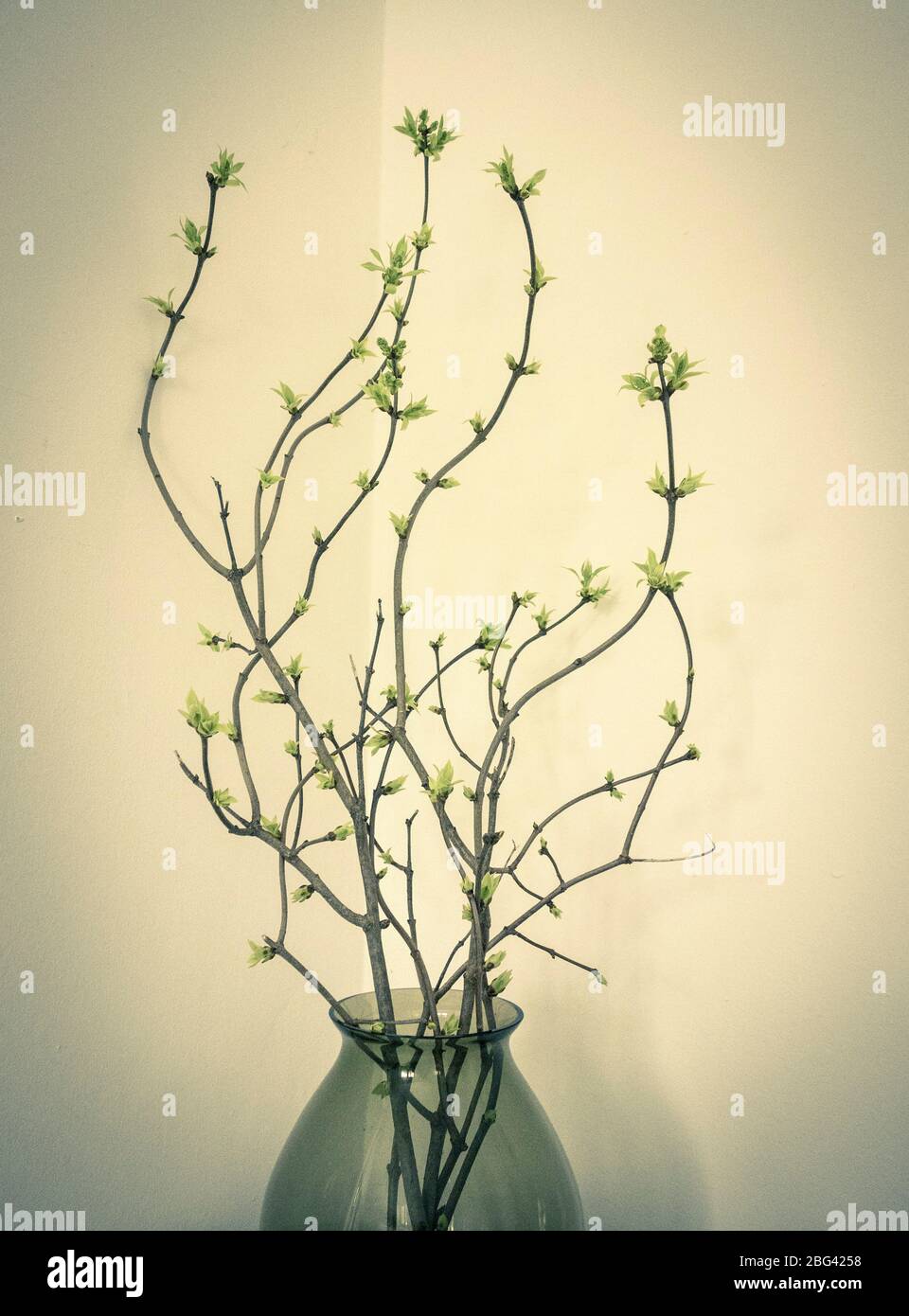 Flieder Zweig in einer Vase Stockfoto