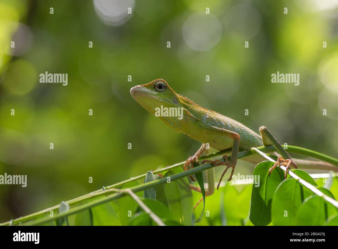 Eidechse auf einer Pflanze, Indonesien Stockfoto