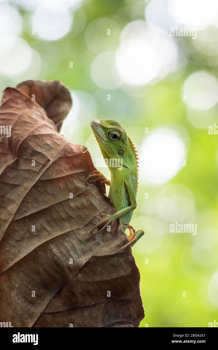Eidechse auf einem getrockneten Blatt, Indonesien Stockfoto