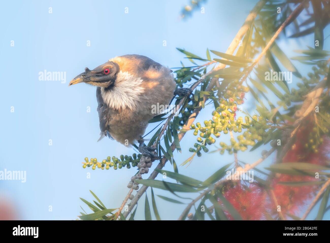 Friarbird thront auf blühenden Zweig, Australien Stockfoto