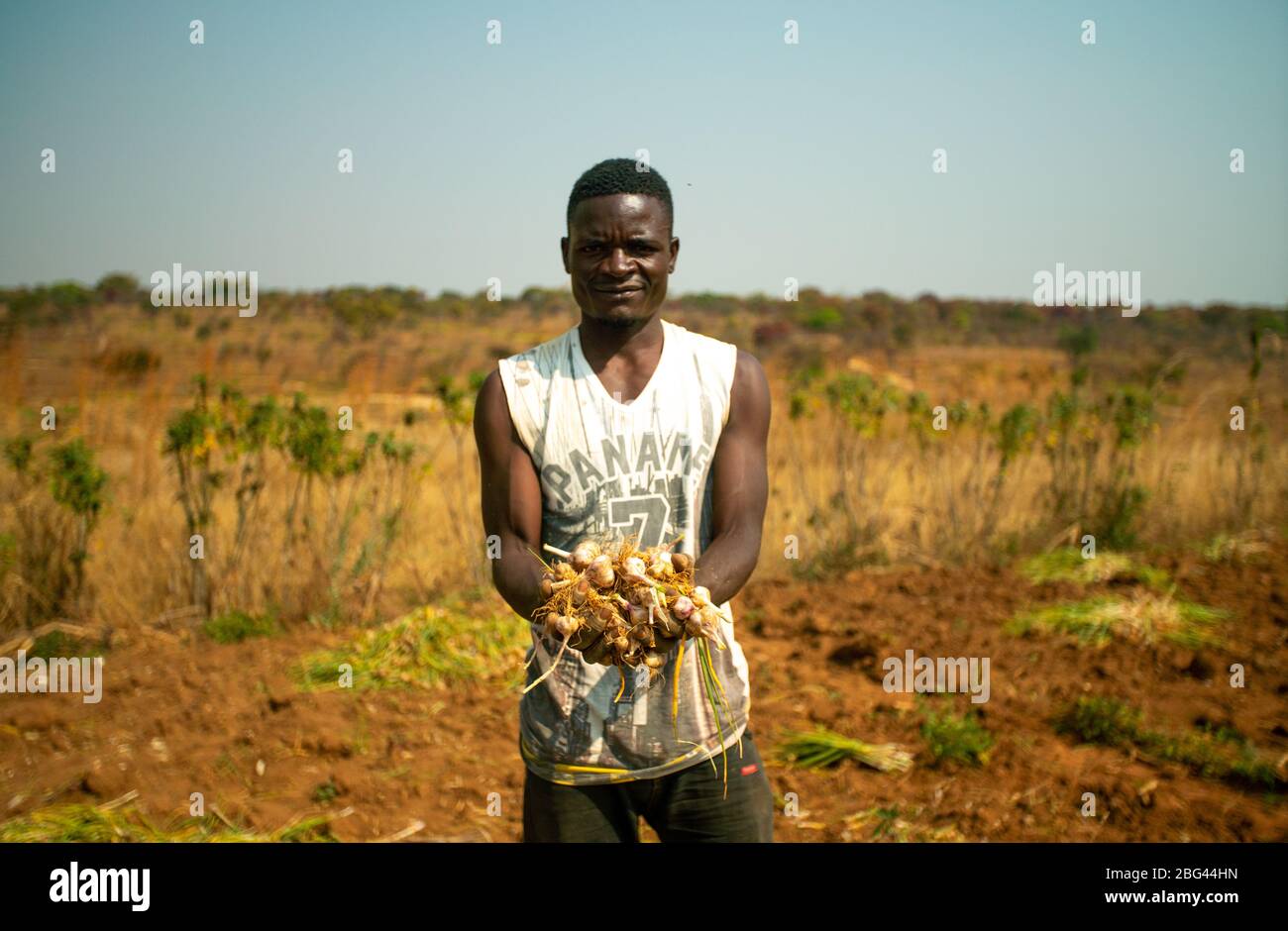 Huambo, Angola - 27. August 2019: Junger einheimischer Bauer, der auf einem Gras steht und einen Bund Knoblauch in den Händen hält. Die Provinz Huambo hat eine große landwirtschaftliche Nutzwirtschaft Stockfoto