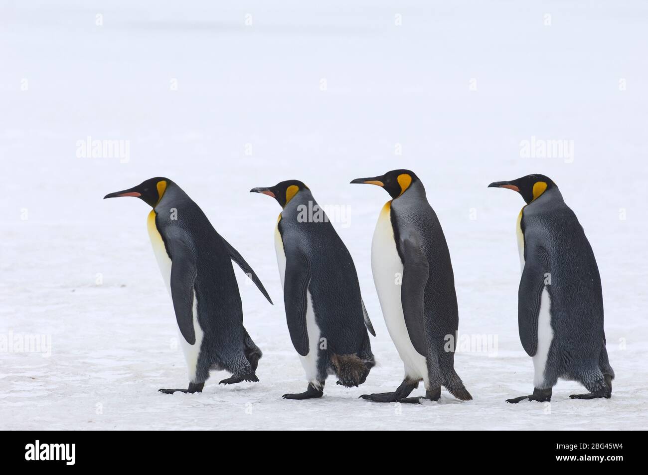 King Penguins Aptenodytes patagonicus Fortuna Bay Südgeorgien November Stockfoto