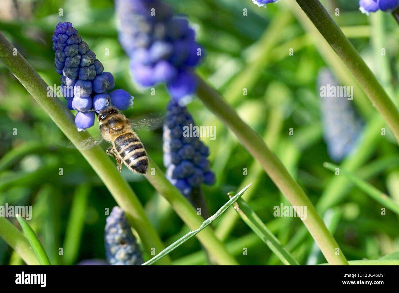 Biene sammelt Pollen aus Traubenhyazinthblüten Stockfoto