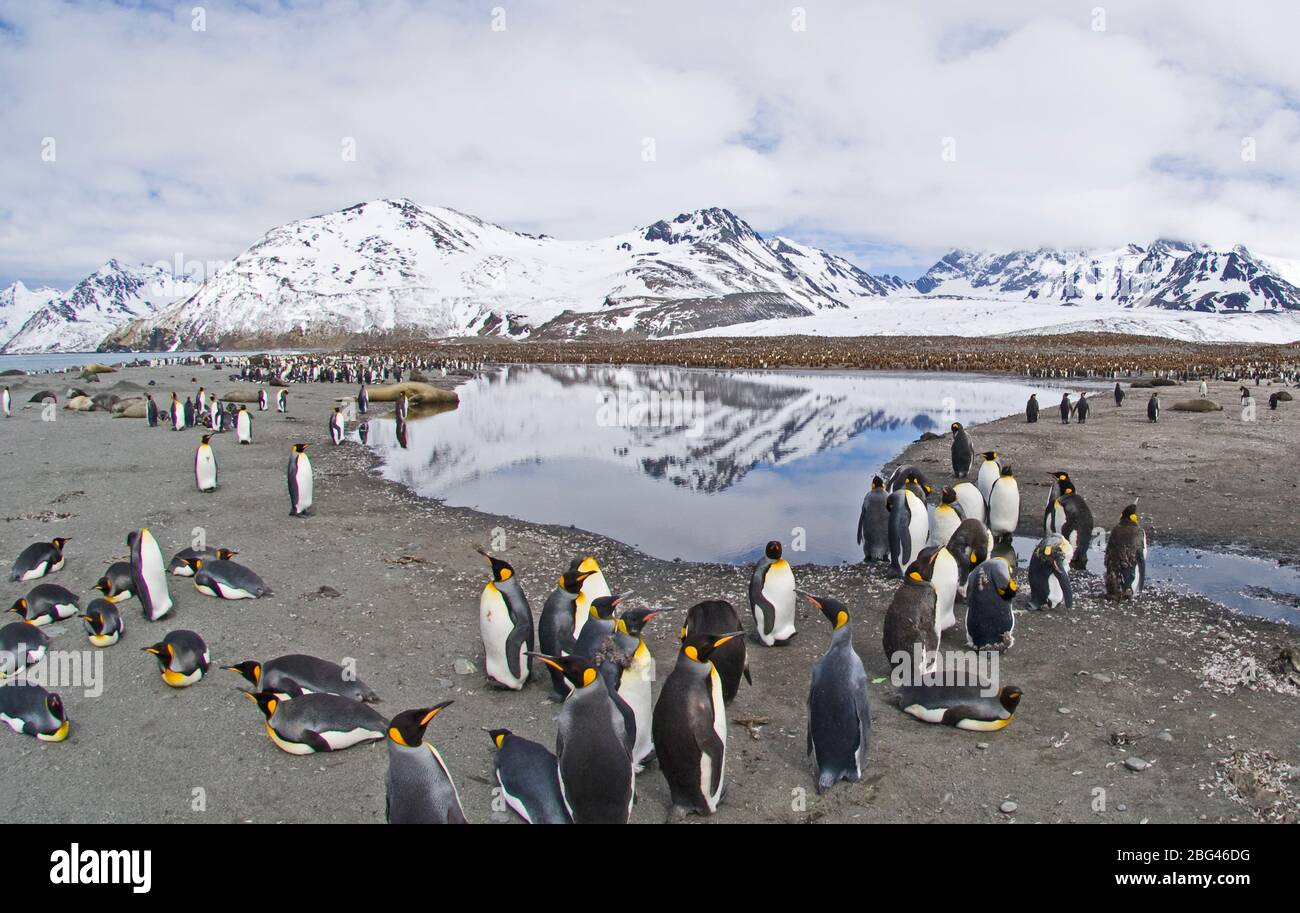 King Penguins Aptenodytes patagonicus St Andrews Bay Südgeorgien November Stockfoto