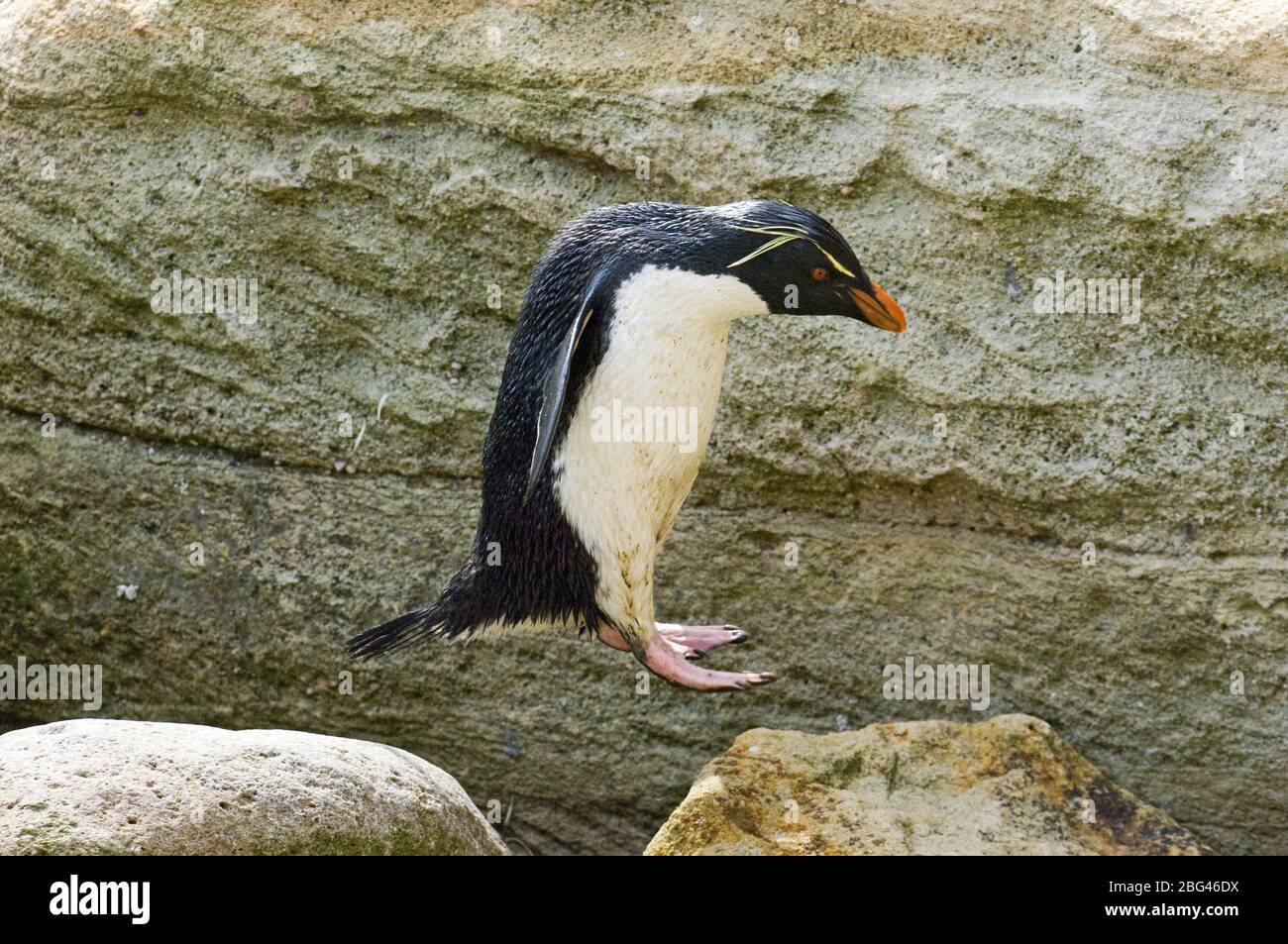 Rockhopper Pinguin Eudyptes Chrysosocome Springen Falklands Stockfoto