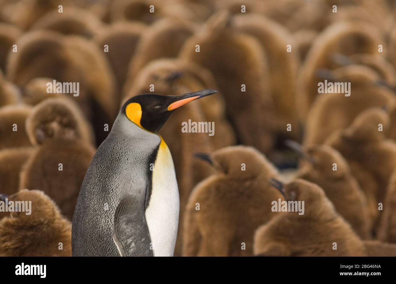 Königspinguin Aptenodytes patagonicus Erwachsener umgeben von Küken Gold Harbor Süd-Georgia November Stockfoto