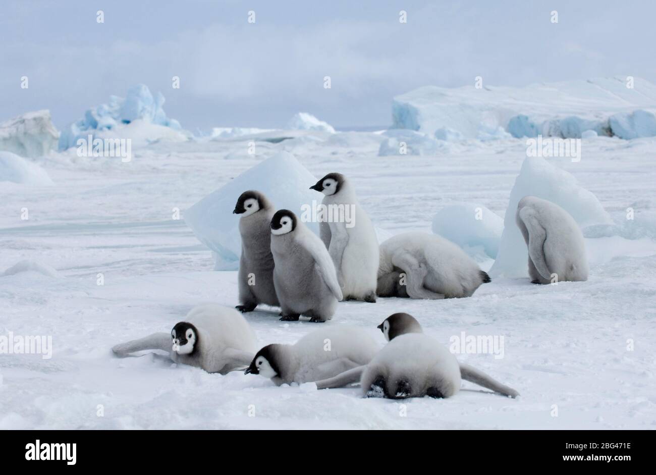 Kaiserpinguin Aptenodytes forsteri Snow Hill Island Weddell Sea Antarktis November Stockfoto
