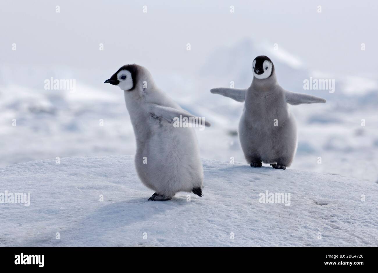 Kaiser-Pinguin Aptenodytes Forsteri Küken im Colony Snow Hill Island Antarktis November Stockfoto