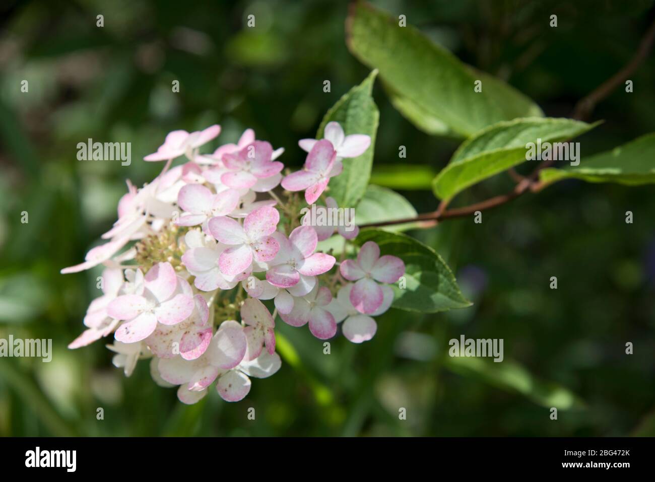 Hydrangea paniculata einzigartige Stockfoto