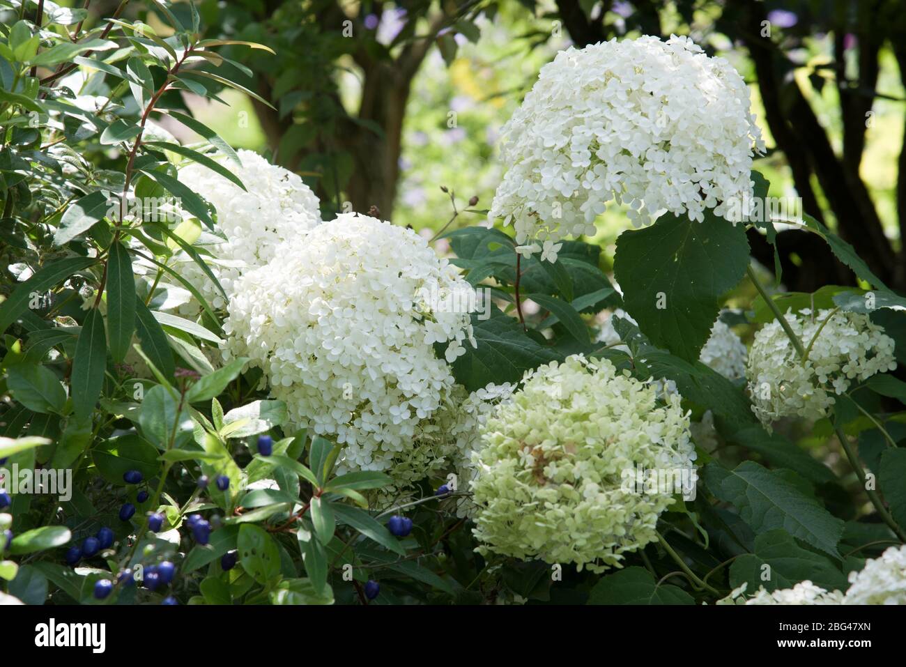 Hortensia arborescens annabelle Stockfoto