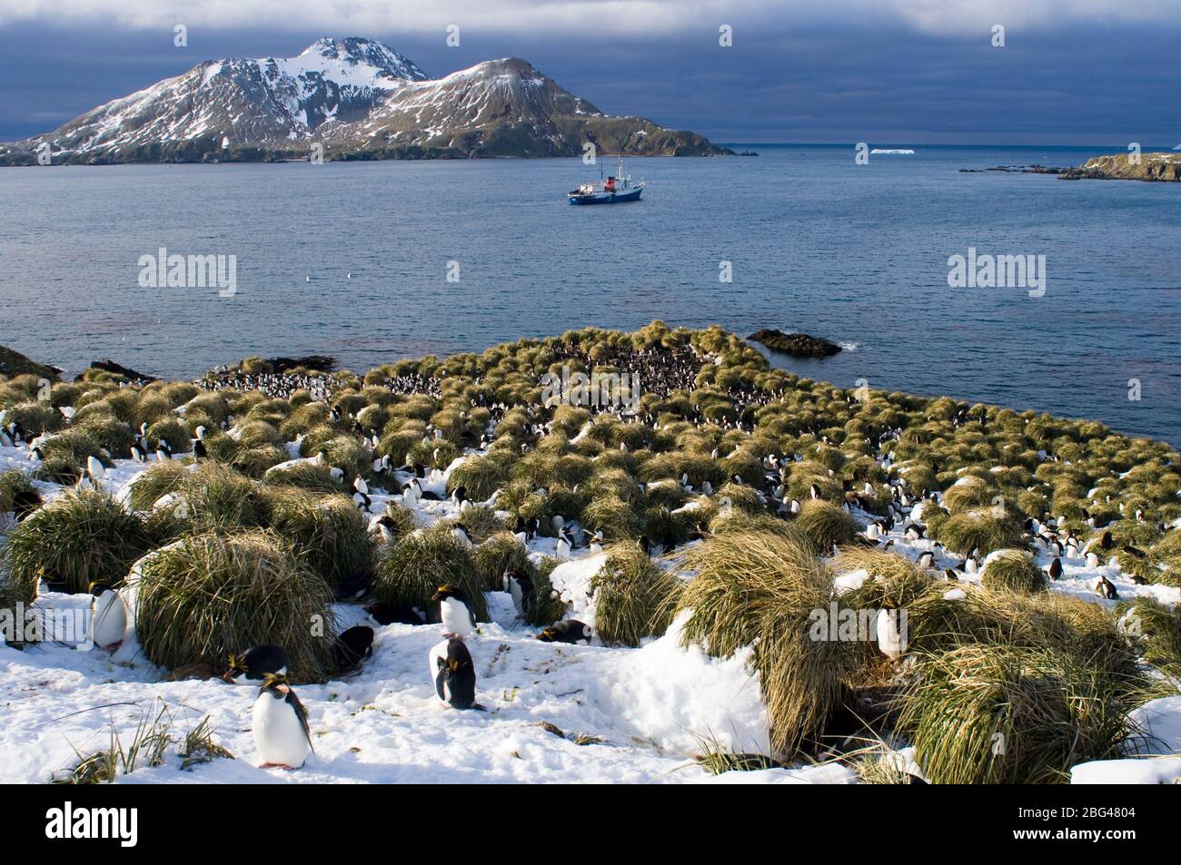 Makkaroni Pinguine Eudyptes Chrysolophus in Kolonie in Cooper Bay South Georgia November Stockfoto