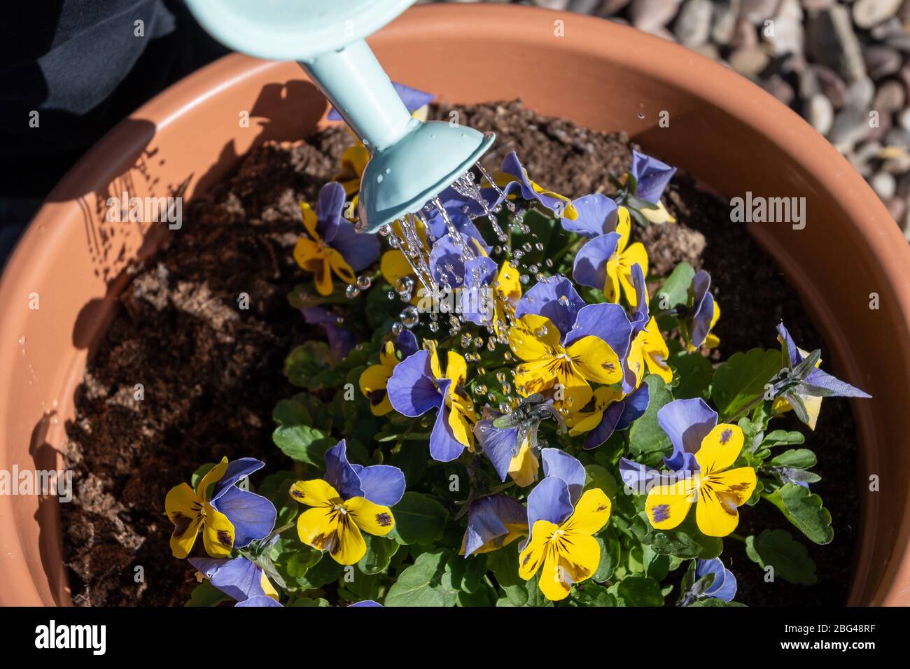 Ein Kind kann Gießkanne eine kleine Menge Viola Pflanzen in einem Pflanzentopf gießen. Stockfoto