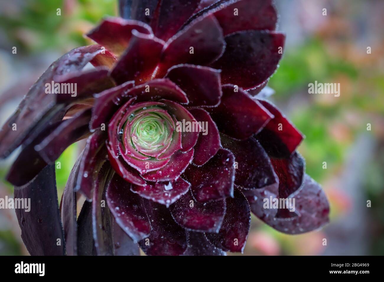 Gattung Aeonium der großen Familie der Crassulaceae. Die Blätter, fleischig und geschwollen, bilden symmetrische Rosetten und haben Farben von hellgrün bis dunkel Stockfoto