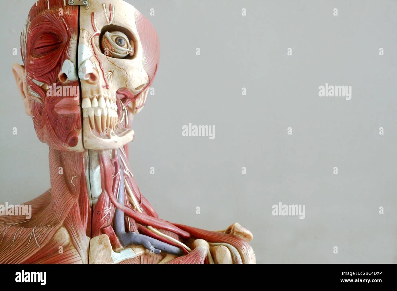 Ein anatomisches Modell, das die Skelett- und Muskelstrukturen von Gesicht und Hals zeigt. Das Detail erstreckt sich auf Arterien und Venen. Anatomische Modelle sind Stockfoto