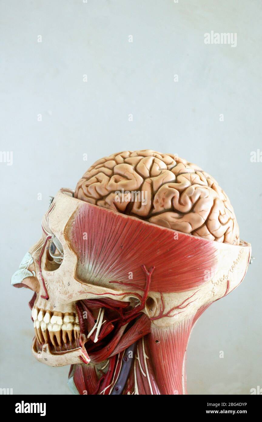 Ein anatomisches Modell des Kopfes, das die Muskulatur des Kopfes zeigt. Die obere Hälfte des Schädels wurde aufgeschnitten, wobei die obere Hälfte des Schädels angezeigt wird Stockfoto