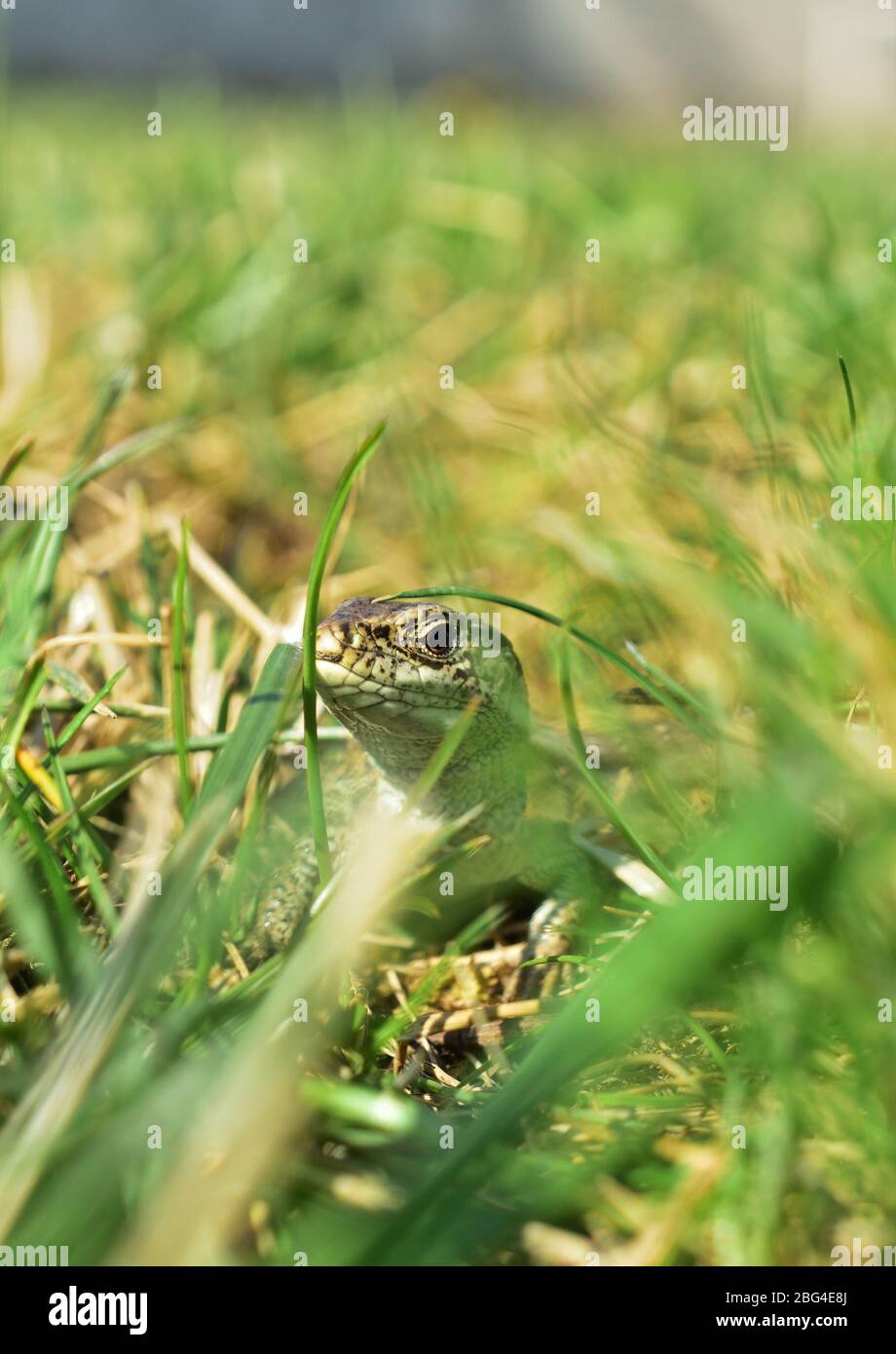 Sandeidechse Lacerta agilis ganz nah im Gras, senkrecht Stockfoto