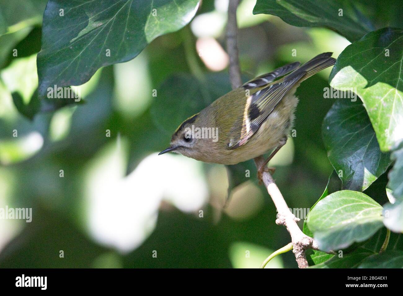 Wintergoldhähnchen (Regulus Regulus) Stockfoto