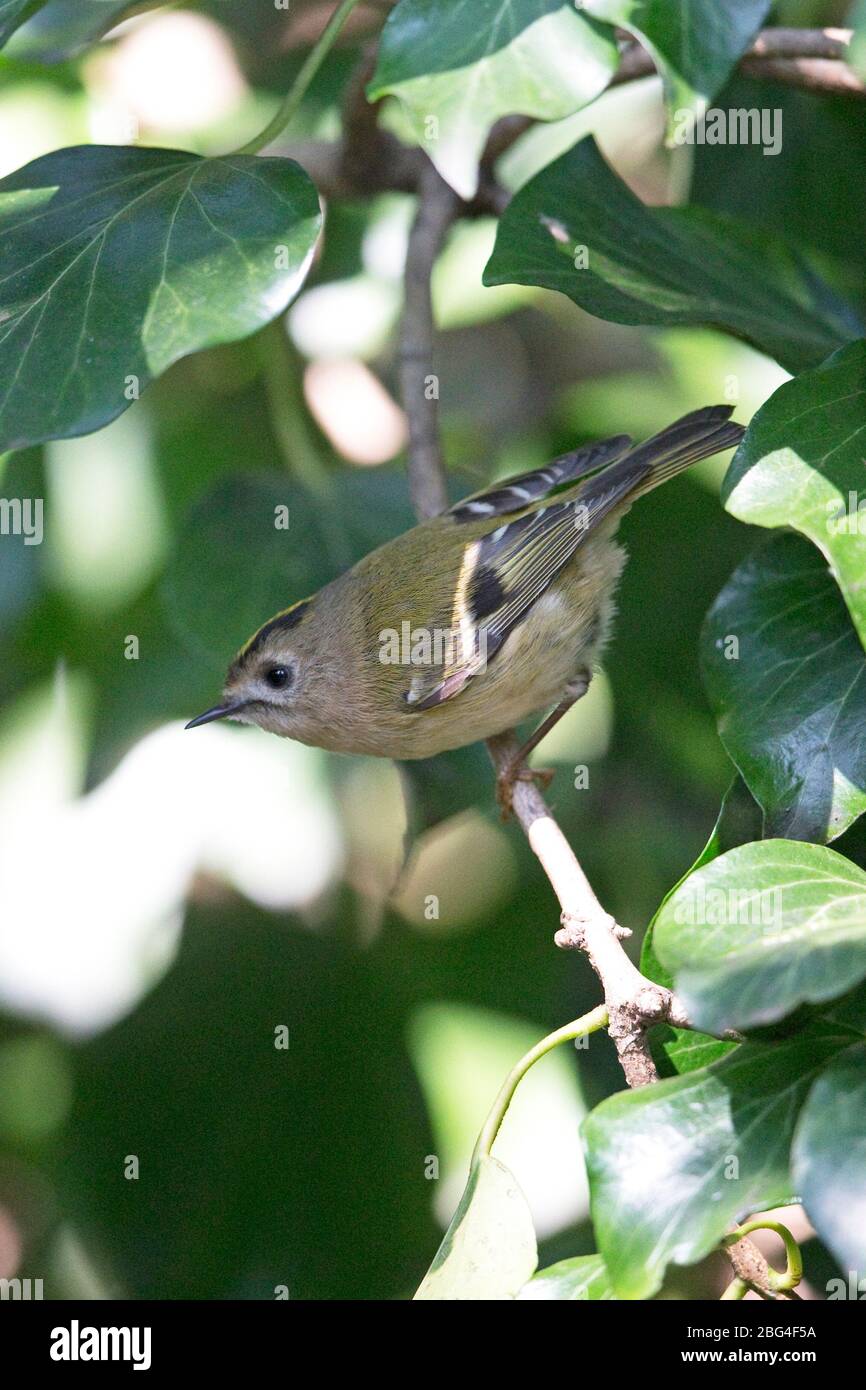 Wintergoldhähnchen (Regulus Regulus) Stockfoto