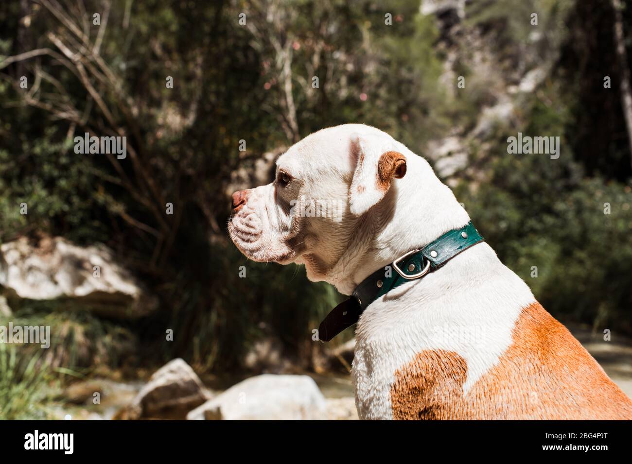 American Bulldog sitzt am Fluss, Profil aufgenommen Stockfoto
