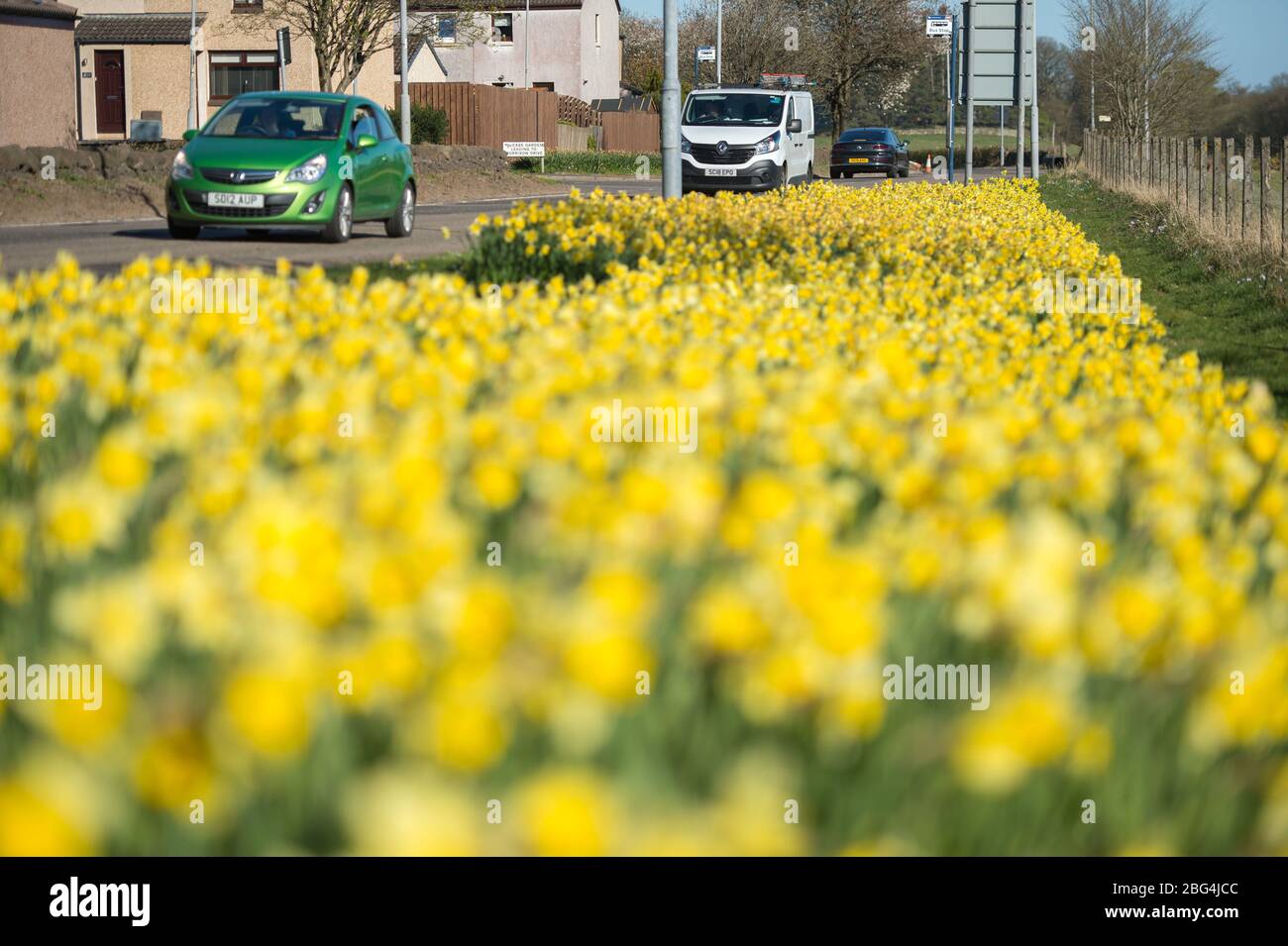 Lennoxtown, Großbritannien. April 2020. Im Bild: Öffentliche Gärten in der kleinen Stadt nördlich von Glasgow namens Lennoxtown. Leere Parkbank mit Blumenbeeten aus Narzissen und Tulpen und Kirschblüten. Merkwürdig beschäftigt mit ‘Rush Hour' Verkehr auf der Straße, als Pendler oder Menschen an einem Tag kommen zurück zu ihren Häusern während der Coronavirus (COVID-19) Sperrung. Quelle: Colin Fisher/Alamy Live News Stockfoto