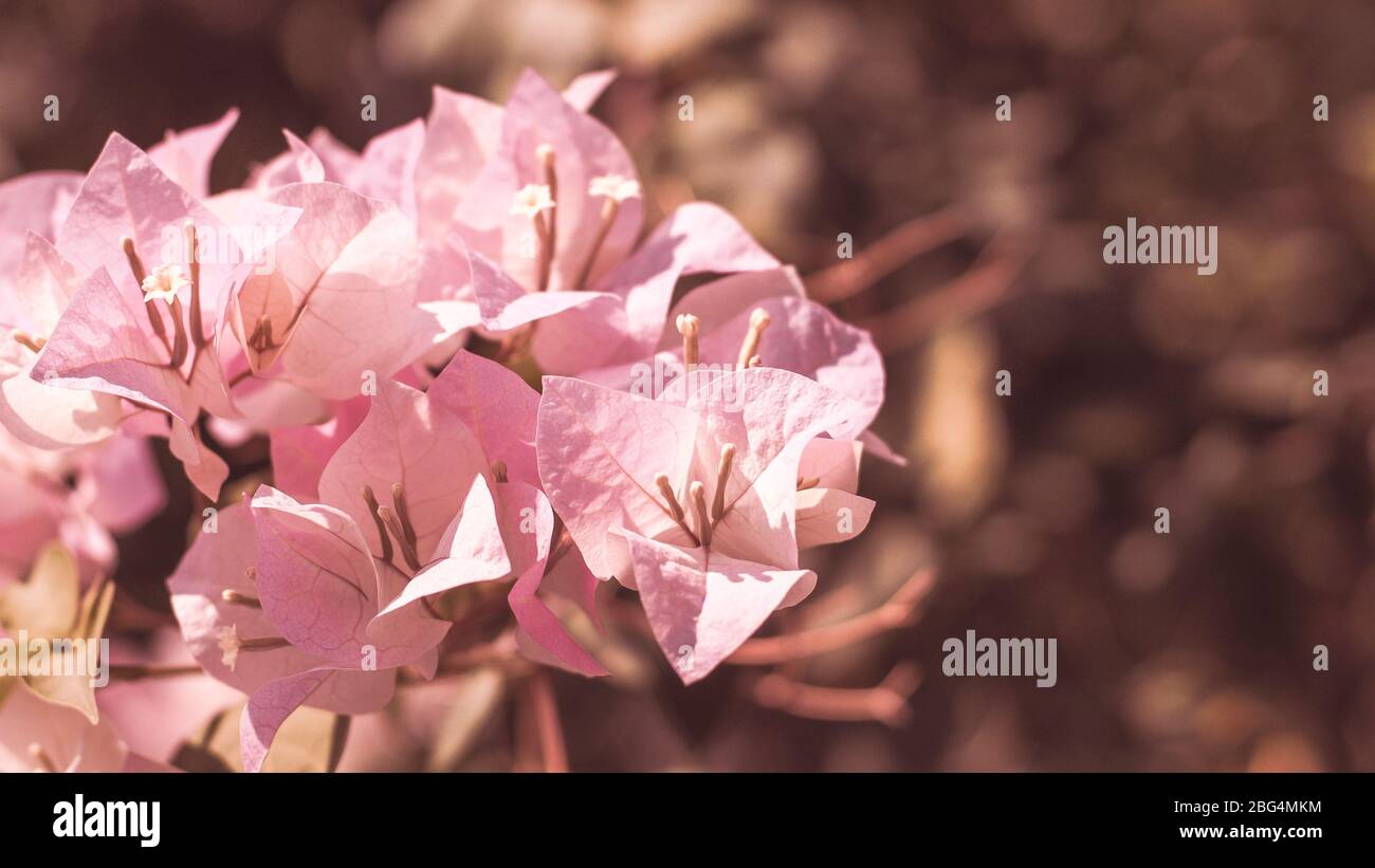 Weiche Rosa Bougainvillea Blumen. Eine rosa blühende Rebe (Bougainvillea).Spanische Blume und Gartenarbeit Stil. Stockfoto