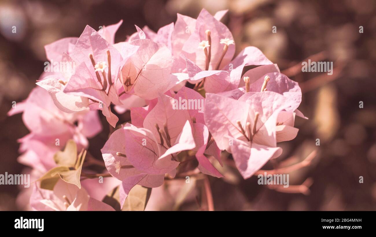Weiche Rosa Bougainvillea Blumen. Eine rosa blühende Rebe (Bougainvillea).Spanische Blume und Gartenarbeit Stil. Stockfoto
