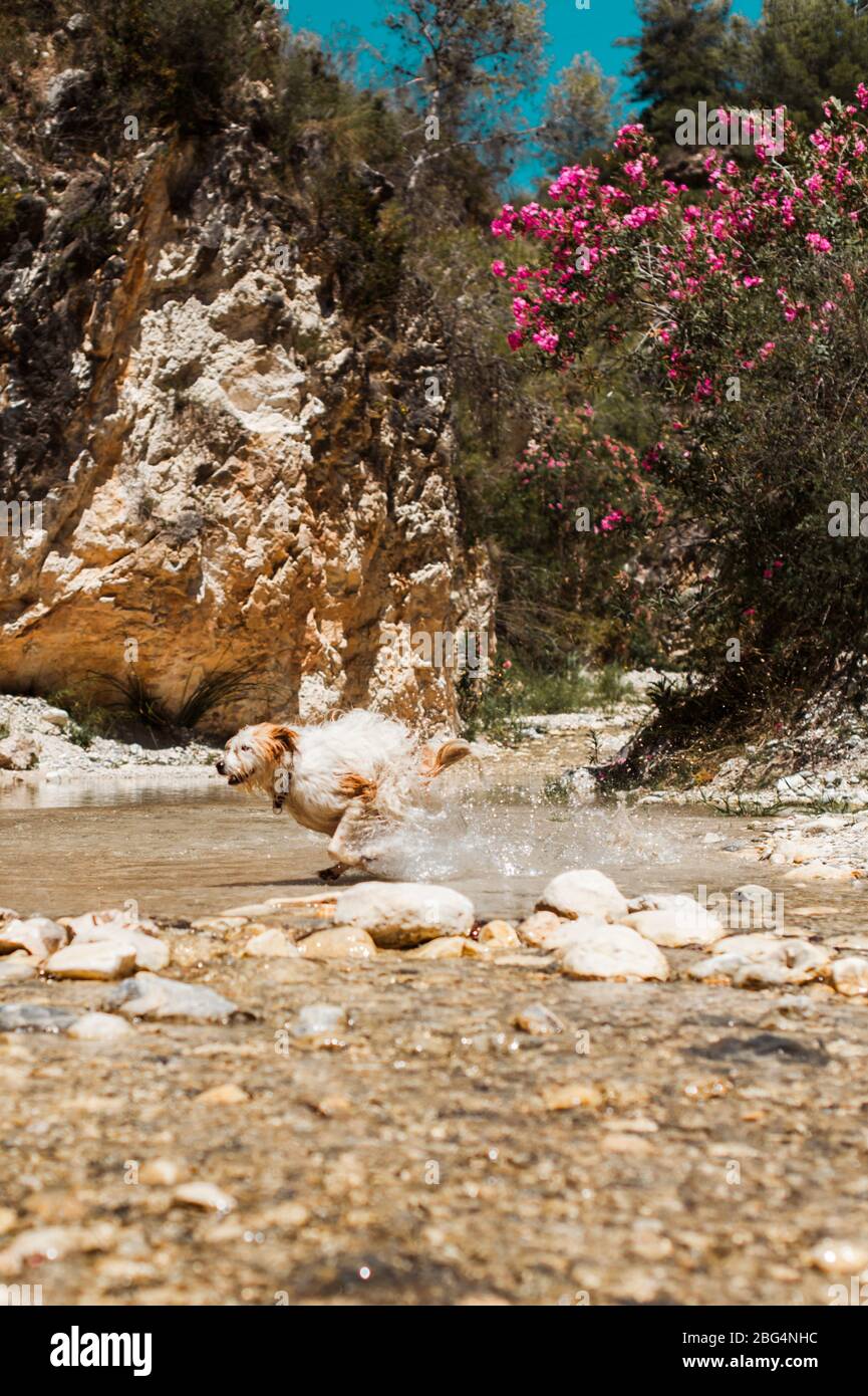 Hund läuft durch Wasser im Fluss im Sommer Stockfoto