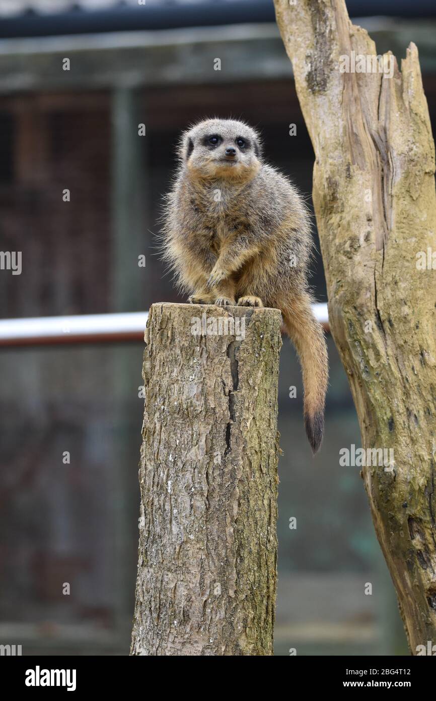 Ein einzelner, schlanker Erdmännchen Stockfoto