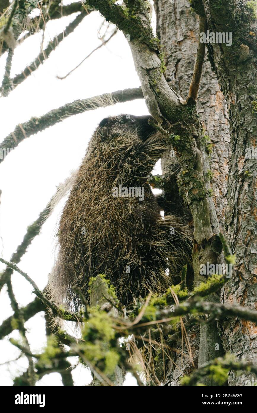 Blick von unten auf ein wildes Stachelschwein, das einen Baum im Wald klettert Stockfoto