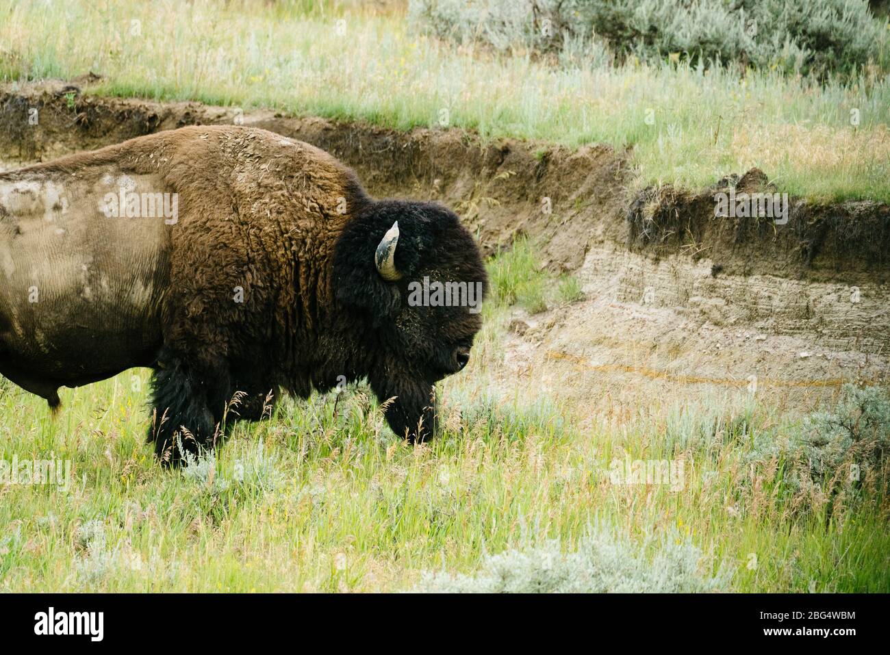 Kurzer Blick auf ein Bison im Theodore Roosevelt National Park Stockfoto